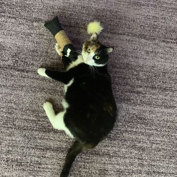Hollywood Feed - Amethyst and her cat toys - Pet Stores Near Me - Austin, Texas