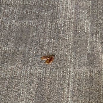 The Rice - Cockroaches on 18th floor - dead roach left on floor for a week - Apartments Near Me - Houston, Texas The Rice - Cockroaches on 18th floor - dead roach left on floor for a week - Apartments Near Me - Houston, Texas