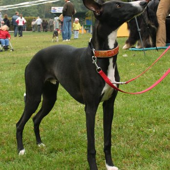 Bark Busters Santa Clara County West - Whippet - Pet Training Near Me Bark Busters Santa Clara County West - Whippet - Pet Training Near Me