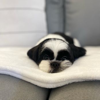 SOFLO PET GROOMING - Pet Groomers Near Me SOFLO PET GROOMING - Pet Groomers Near Me