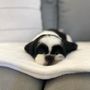 Photo of SOFLO PET GROOMING