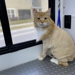 Clip N Clean Mobile Pet Grooming