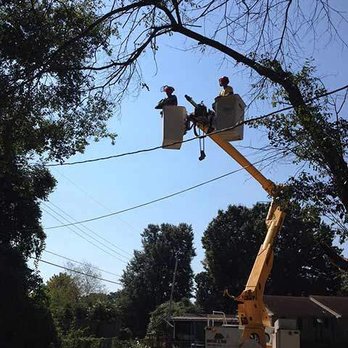 Mister Tree Service - Memphis Tree Trimming - Tree Services Near Me - Memphis, Tennessee Mister Tree Service - Memphis Tree Trimming - Tree Services Near Me - Memphis, Tennessee