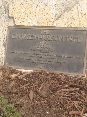 Photo of The George Harrison Tree - Los Angeles, CA, United States