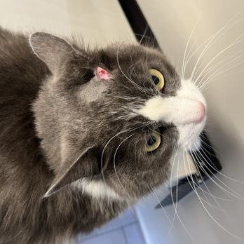 Veterinary Emergency Group - Poor baby has a surface wound. - Emergency Pet Hospital Near Me - Henderson, Nevada Veterinary Emergency Group - Poor baby has a surface wound. - Emergency Pet Hospital Near Me - Henderson, Nevada