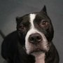 Happy Paws Pet Care