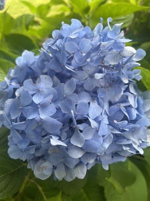 Green Animals Topiary Garden by null