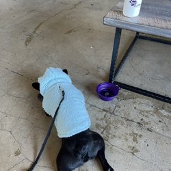 PetSuites Atascocita - PetSuites merch!