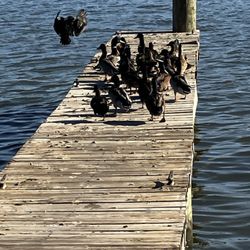 Cluckers - Ducks by the river