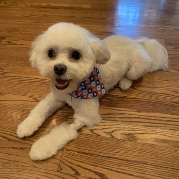 Dapper Tails - Pet Groomers Near Me Dapper Tails - Pet Groomers Near Me