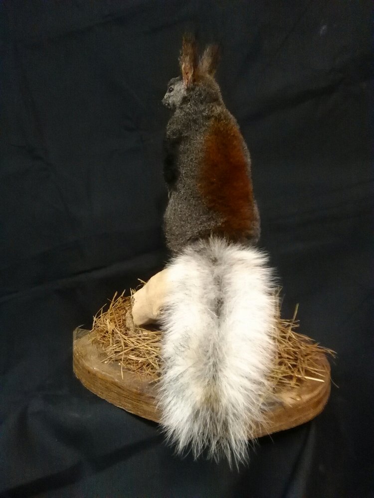 Mulhollems Taxidermy - taxidermy in Middletown, PA