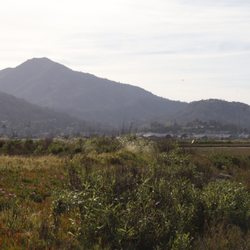Shorebird Marsh
