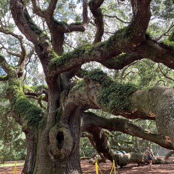 Angel Oak - Parks Near Me - Johns Island, South Carolina