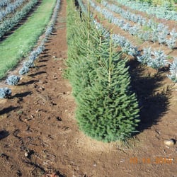 The Original Potted Christmas Tree Company - We don't grow trees, we buy them