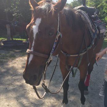 C and L Stables - Horseback Riding Near Me - East Greenwich, Rhode Island C and L Stables - Horseback Riding Near Me - East Greenwich, Rhode Island