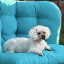4 Pawz Pet Grooming