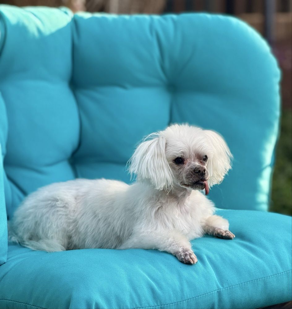 4 Pawz Pet Grooming Image