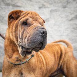 South Bay Purebred Rescue - Squish has been adopted!