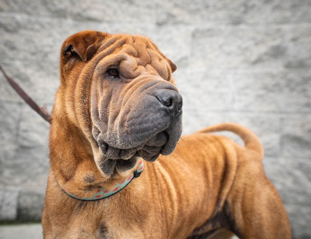 Purebred Rescue SOUTH BAY PUREBRED RESCUE - Updated June 2026 - 21 Reviews - San Jose ...