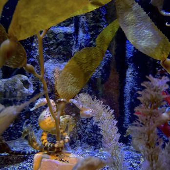 Sea Life - Aquariums Near Me - Orlando, Florida Sea Life - Aquariums Near Me - Orlando, Florida