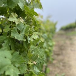 Grape vine not ready yet