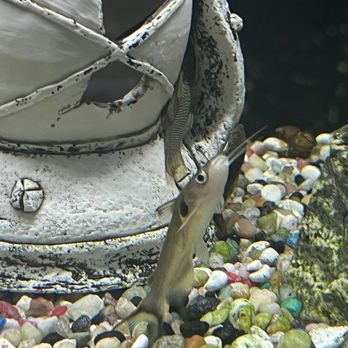 Petworld - Aquarium Services Near Me - Haltom City, Texas Petworld - Aquarium Services Near Me - Haltom City, Texas