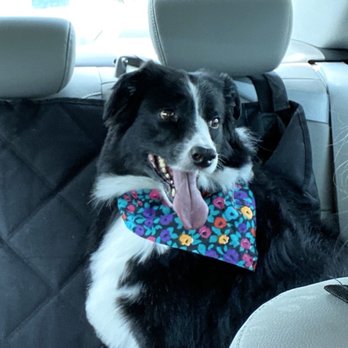 Precious Pups Grooming - Pet Services Near Me - Sachse, Texas Precious Pups Grooming - Pet Services Near Me - Sachse, Texas