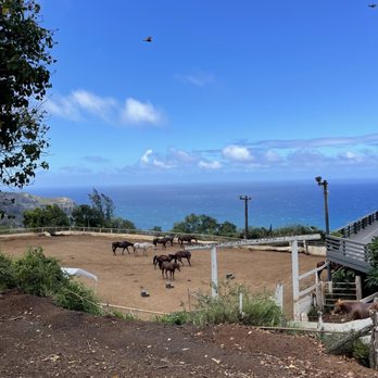Circle M Ranch - Horseback Riding Near Me - Wailuku, Hawaii Circle M Ranch - Horseback Riding Near Me - Wailuku, Hawaii