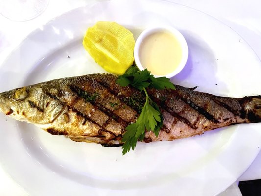 PassionFish Reston by null