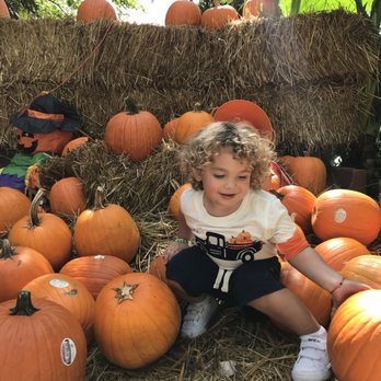Pinto's Farm - Pumpkin maze - Venues & Event Spaces Near Me - Miami, Florida Pinto's Farm - Pumpkin maze - Venues & Event Spaces Near Me - Miami, Florida