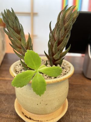 Solabee Flowers & Botanicals by null