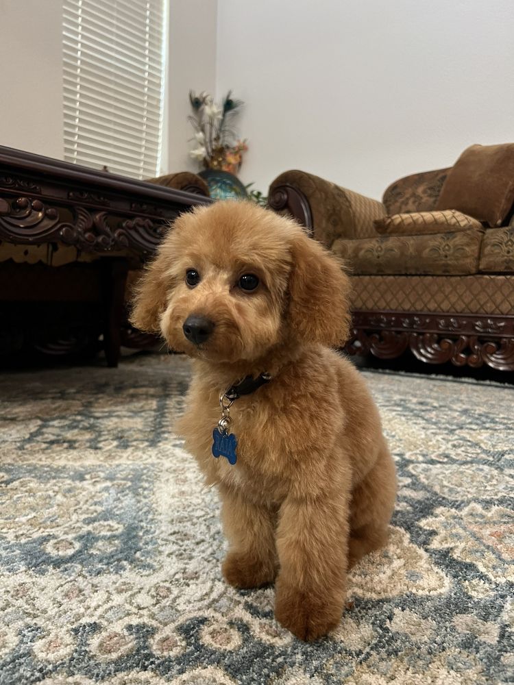 AMANDA’S TOP NOTCH GROOMING Updated September 2024 26 Photos & 35