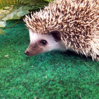 Reptile Cymru - Pet Stores Near Me - Cardiff, CRF