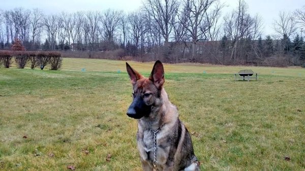 Pet Containment Services on Yelp