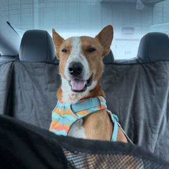 OC Animal Care - Our boy from OC animal care :) Dingo, he used to called Boulder! L - Animal Shelters Near Me - Tustin, California OC Animal Care - Our boy from OC animal care :) Dingo, he used to called Boulder! L - Animal Shelters Near Me - Tustin, California