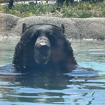 Big Bear Vacations - Alpine Zoo, the animals were so fun to watch. - Vacation Rentals Near Me - Big Bear Lake, California Big Bear Vacations - Alpine Zoo, the animals were so fun to watch. - Vacation Rentals Near Me - Big Bear Lake, California
