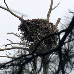 Belle Isle State Park - An eagle nest.