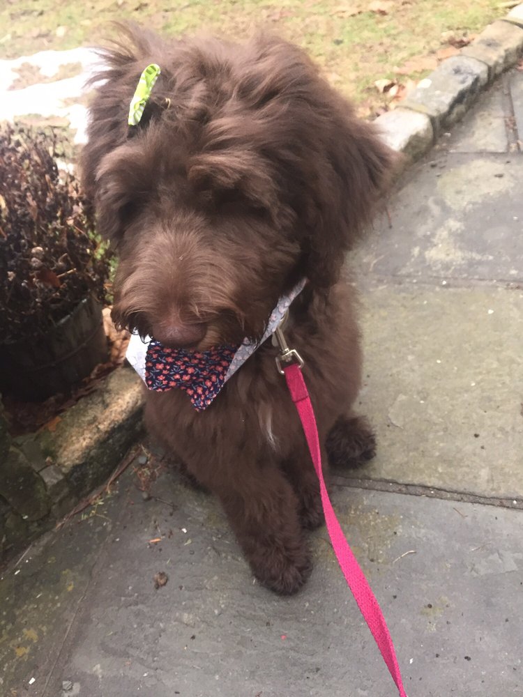 MUST LOVE DOGS Updated September 2024 13 Reviews 45 Katonah Ave