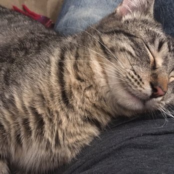Seattle Humane - Hey - Animal Shelters Near Me - Bellevue, Washington