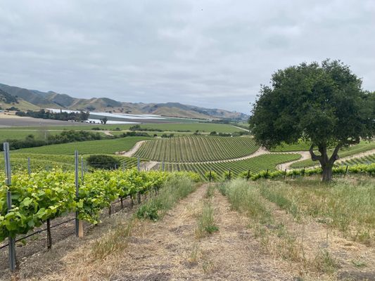 Clementine Carter Wines by null