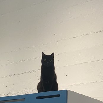 KitTea - Pet Adoption Near Me - San Francisco, California