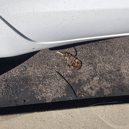 Dead rat for weeks over parking areas. Dead rat for weeks over parking areas.