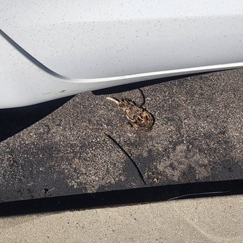 Woodbridge Apartments - Dead rat for weeks over parking areas. - Apartments Near Me - Irvine, California Woodbridge Apartments - Dead rat for weeks over parking areas. - Apartments Near Me - Irvine, California