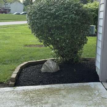 Versatile Landscapers - Lopsided viburnum shrub wasn't supposed to be pruned this time of year. Flowers are gone until next year. Mulch too thin. - Landscaping Near Me - Reynoldsburg, Ohio Versatile Landscapers - Lopsided viburnum shrub wasn't supposed to be pruned this time of year. Flowers are gone until next year. Mulch too thin. - Landscaping Near Me - Reynoldsburg, Ohio