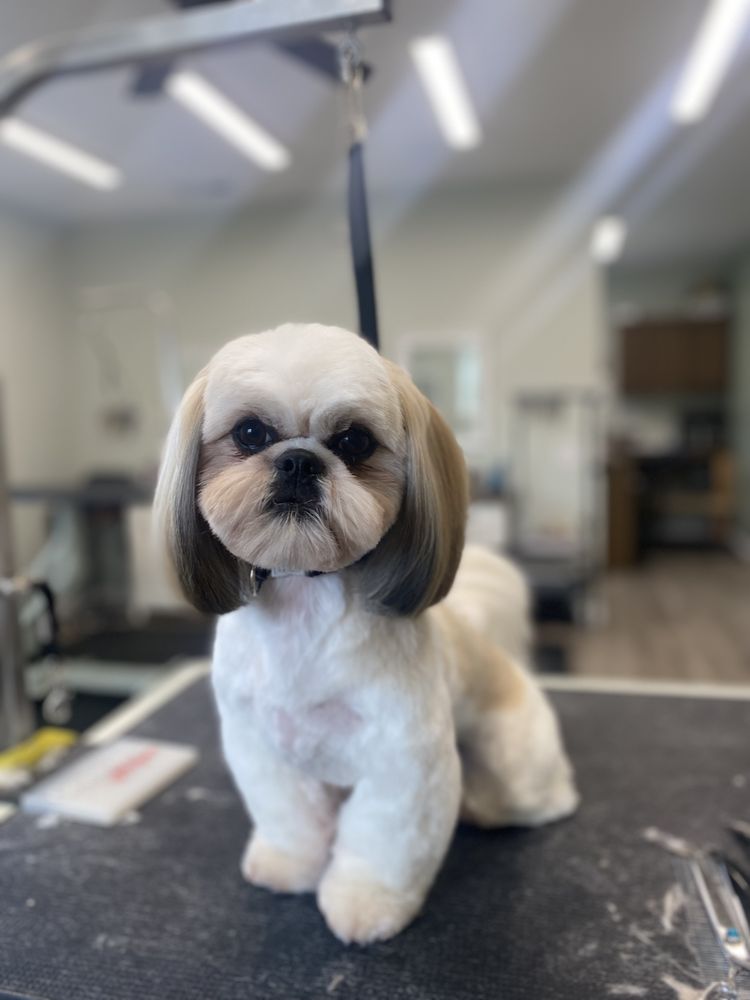 SHEAR PERFECTION PET SALON Request an Appointment 18 Photos 1001