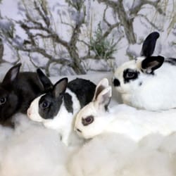 Harvey Carolynn DVM - Razzle, Mikey, Tizzy and Tisha