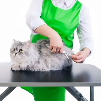 Shaggy Chic Pet Grooming - Pet Groomers Near Me - Pooler, Georgia Shaggy Chic Pet Grooming - Pet Groomers Near Me - Pooler, Georgia