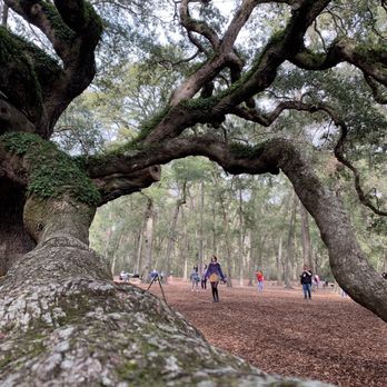 Angel Oak - Parks Near Me - Johns Island, South Carolina