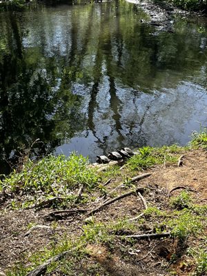 Reverchon Park by null