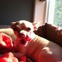 Photo of Woof! Walks & Boarding